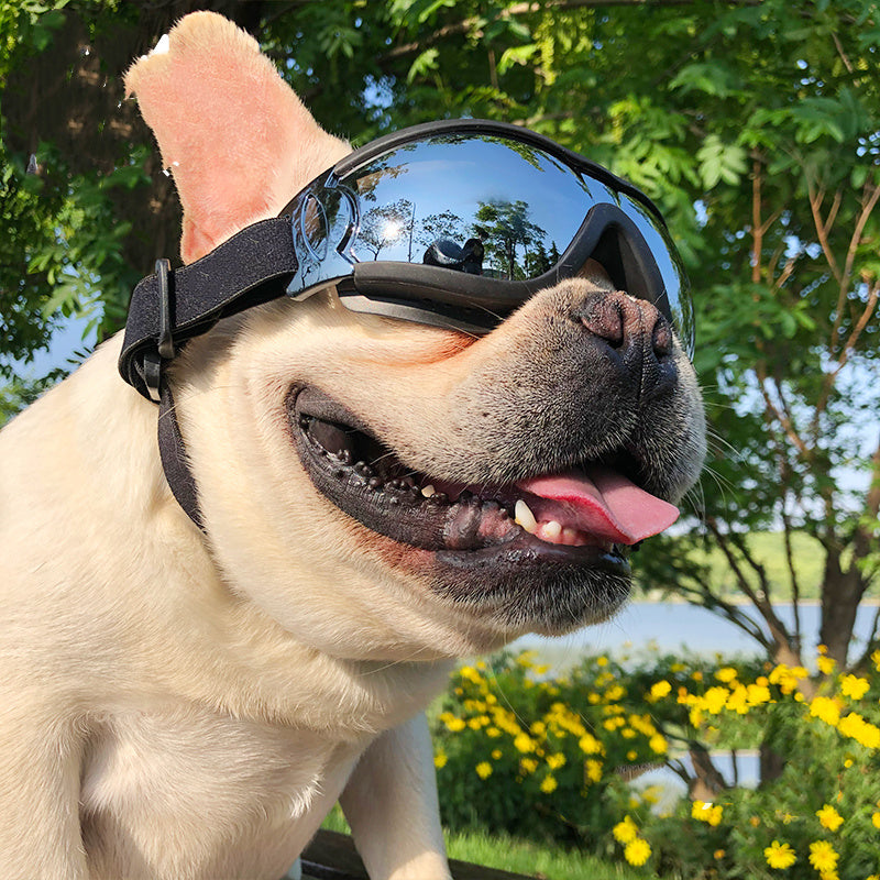 Pet Sunglasses Dog Windproof Glasses Accessories Goggles - Pet Store